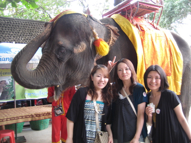 バンコクで象のり体験