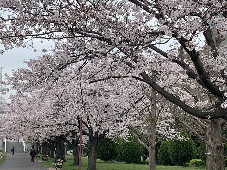 新横浜駅前公園の桜は毎年見事に咲きます