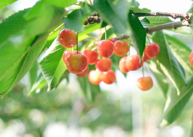 【正社員】「食べチョク」の新規事業、自治体事業を牽引する営業メンバー